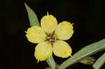 Lanceleaf loosestrife